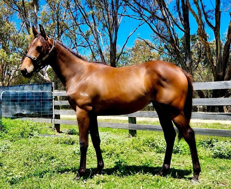 Kermadec x Vitruvian Lass '22 Filly