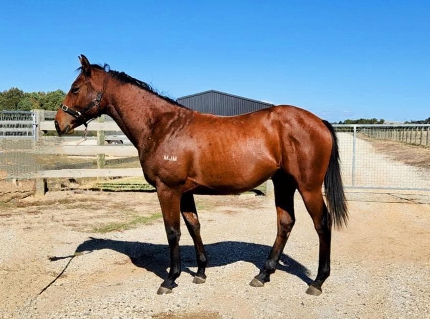 Kermadec x Vitruvian Lass '23 Gelding
