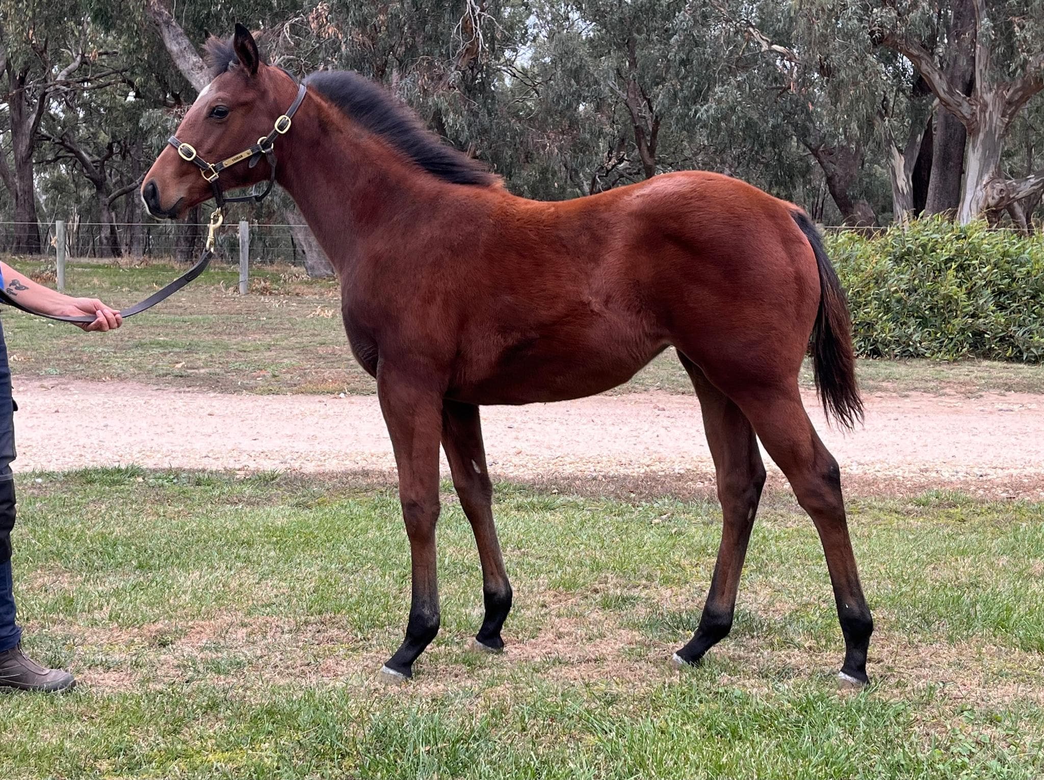 Nicconi x Prussian Vixen '23 Filly