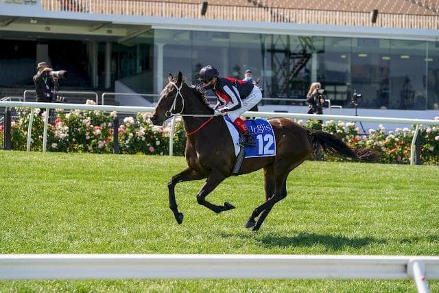 Trainer daring to dream ahead of The Showdown